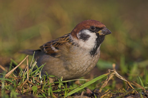 Tree Sparrow