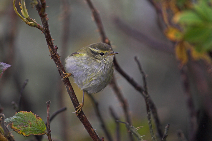 Yellow-browed Warbler